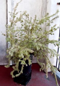 Coastal woollybush