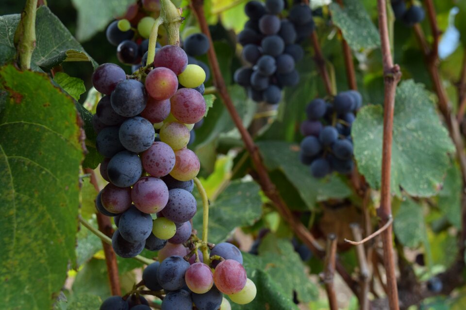 Harvest wine production fruit