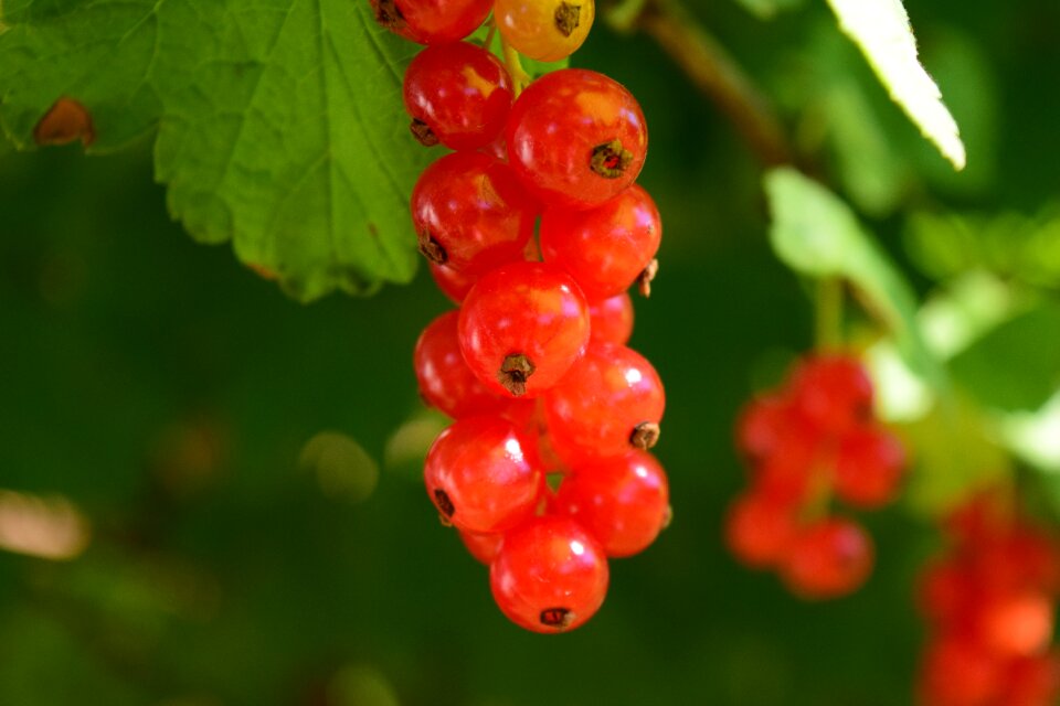 Garden nature soft fruit