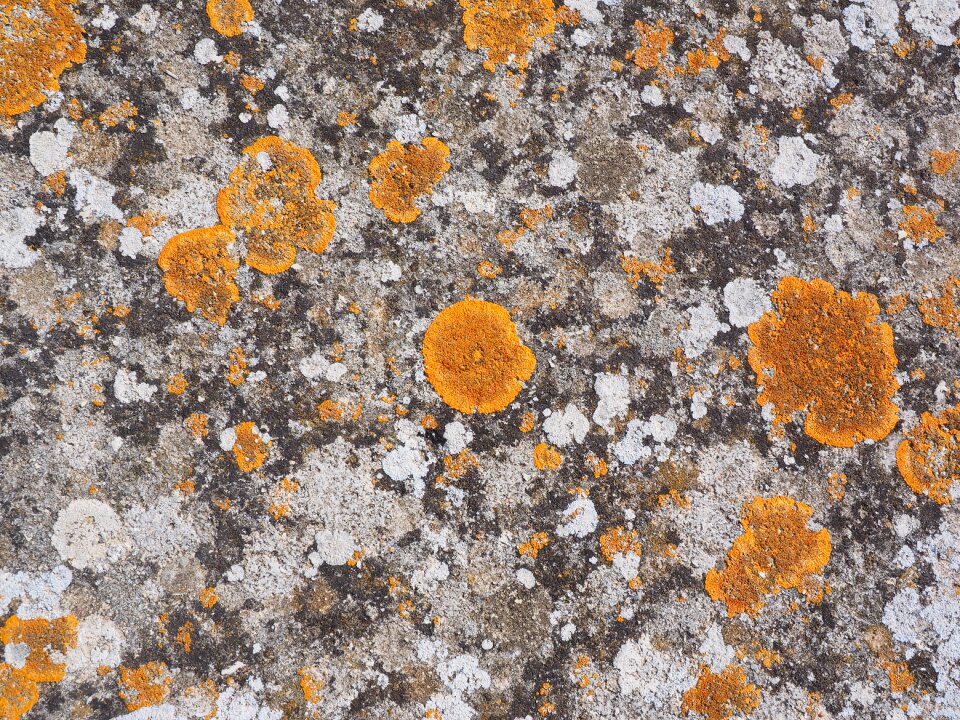 Ordinary gelbflechte xanthoria parietina leaf shaped lichen photo