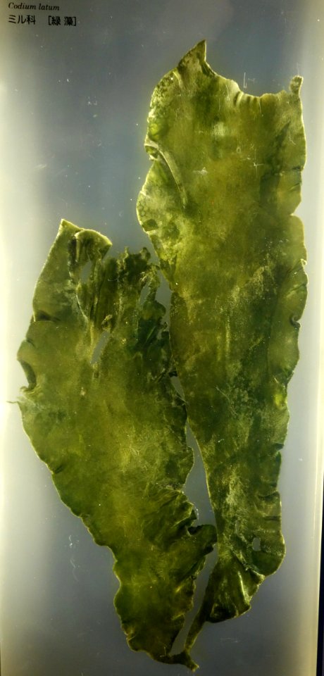 Codium latum - National Museum of Nature and Science, Tokyo - DSC07658