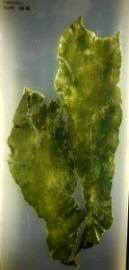 Codium latum - National Museum of Nature and Science, Tokyo - DSC07658