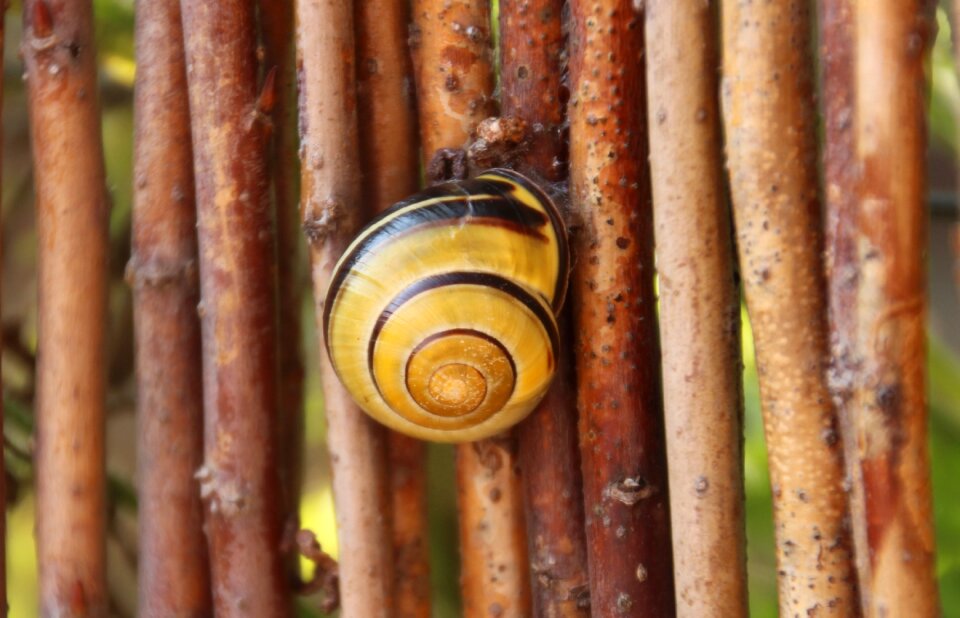 Spiral animals slowly