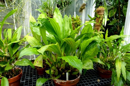 Coelogyne tomentosa (Coelogyne massangeana) - Lyman Plant House, Smith College - DSC01988