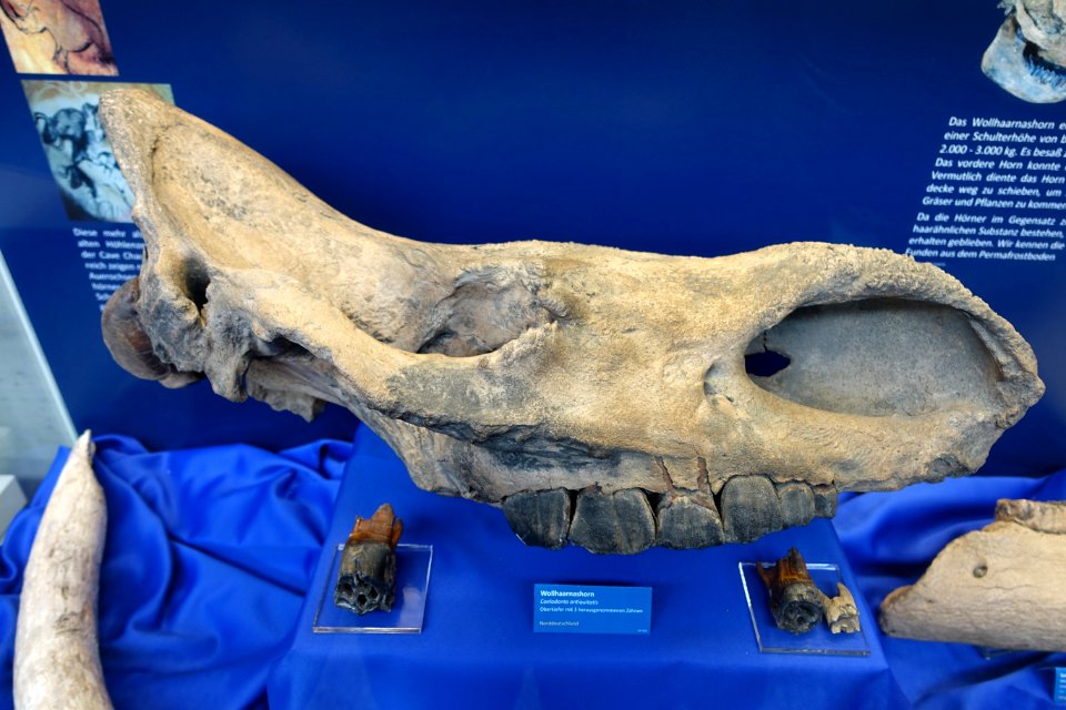 Coelodonta antiquitatis - Naturhistorisches Museum Nürnberg - Nuremberg, Germany - DSC04150