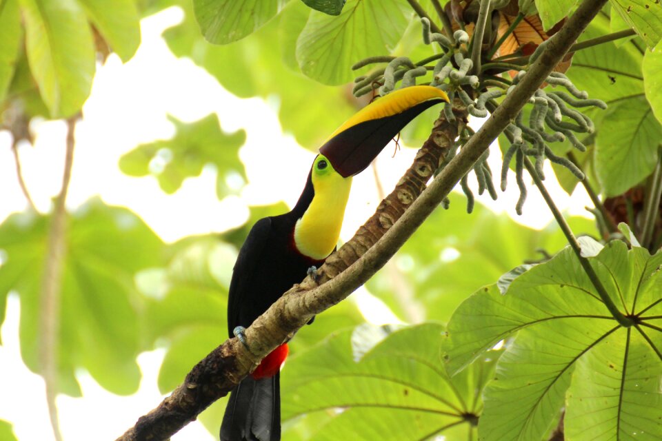 Costa rica central america tropical