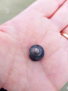 Coelotrochus tiaratus 10651741