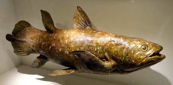 Coelacanth model, Devonian - Houston Museum of Natural Science - DSC01709