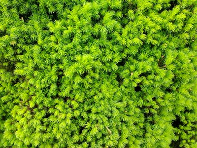 Plant nature fresh