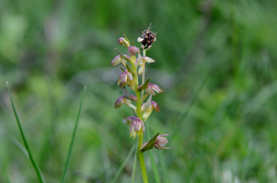 Coeloglossum viride Anthese