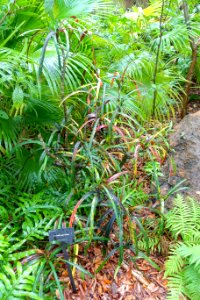 Codiaeum variegatum 'Majesticum' - McKee Botanical Garden - Vero Beach, Florida - DSC03175
