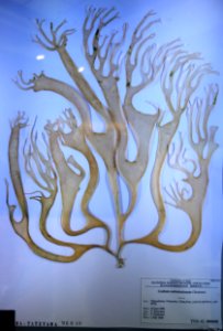Codium subtubulosum - National Museum of Nature and Science, Tokyo - DSC06750