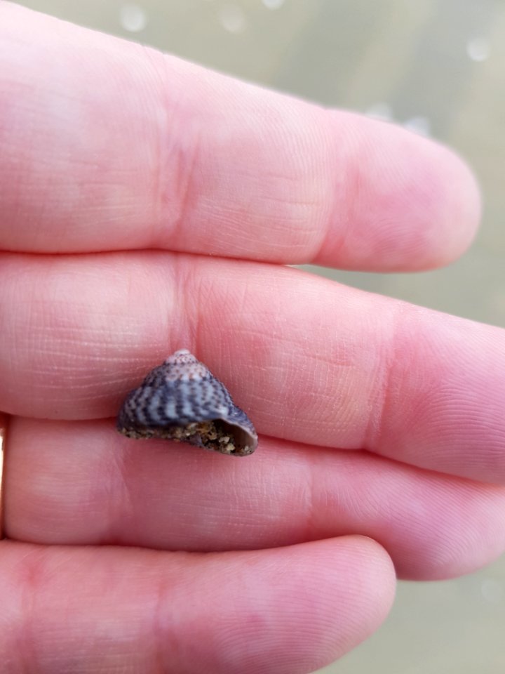 Coelotrochus tiaratus 10651747