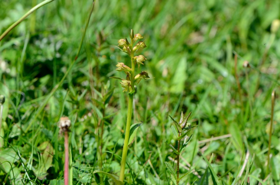 Coeloglossum viride Anthese 02