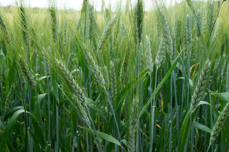Agriculture summer barley field