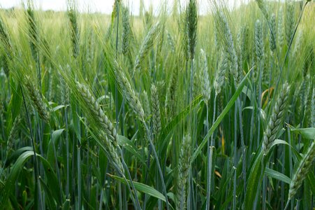 Agriculture summer barley field photo