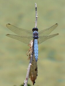 Skin wetland branch