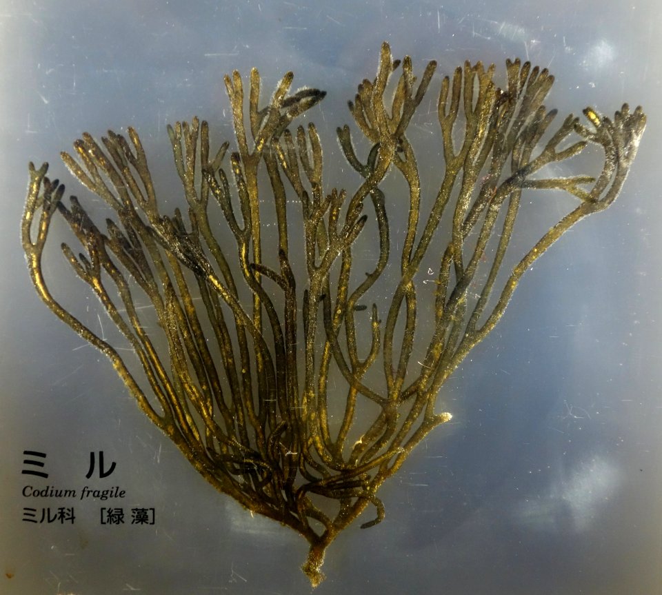 Codium fragile - National Museum of Nature and Science, Tokyo - DSC07662