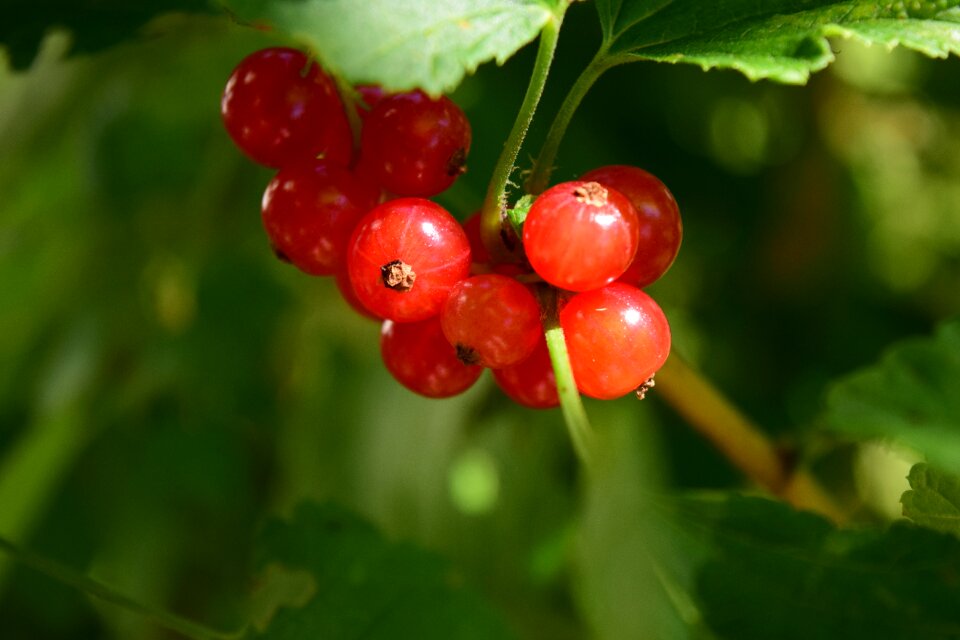 Garden nature soft fruit