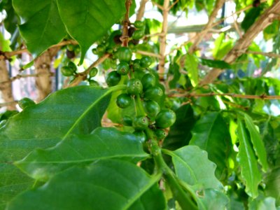 Coffea arabica serres du Luxembourg