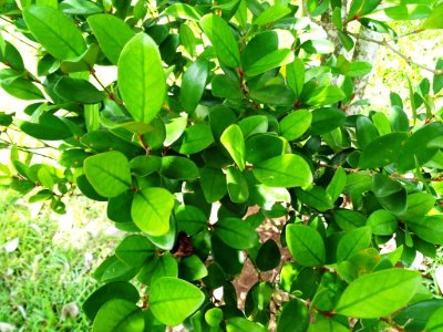 Coffea myrtifolia - Cafe Marron - Maurice 2