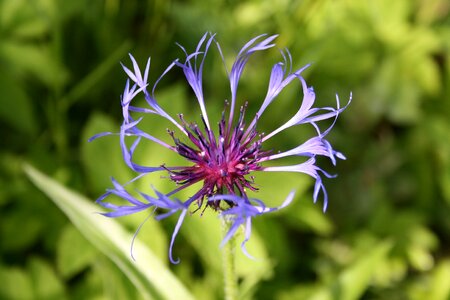 Knapweed summer garden photo