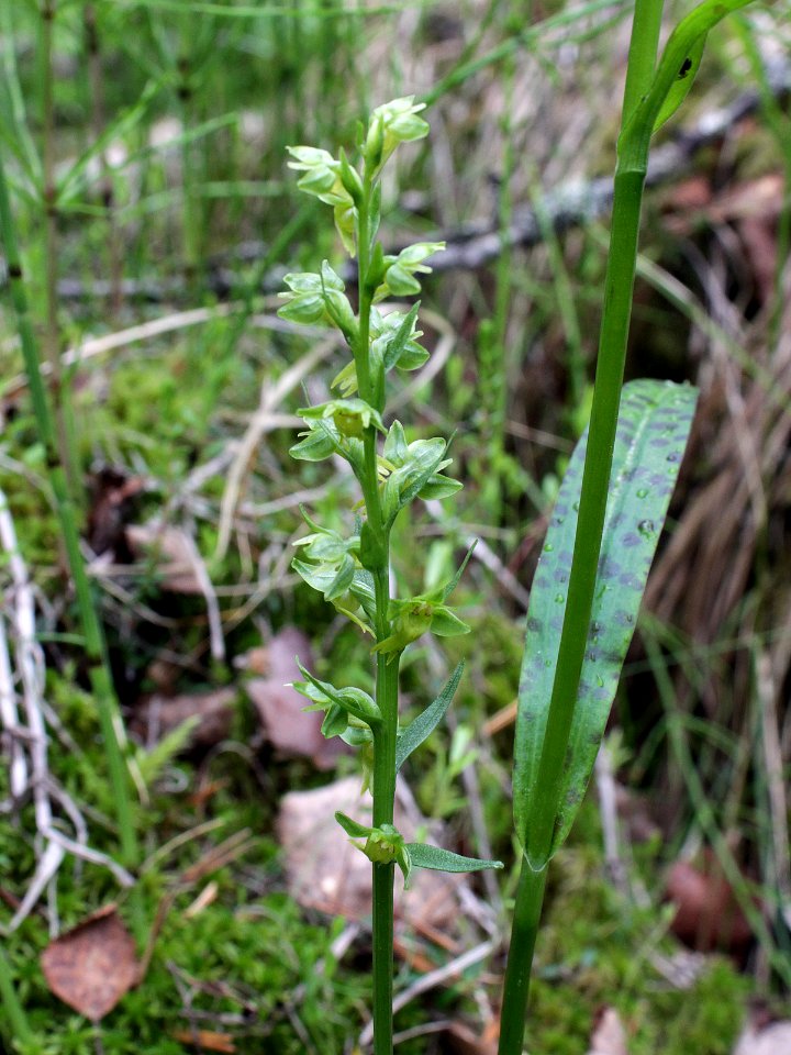 Coeloglossum viride Kiiminki, Finland 20.06.2013
