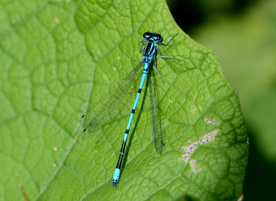 Coenagrion puella2