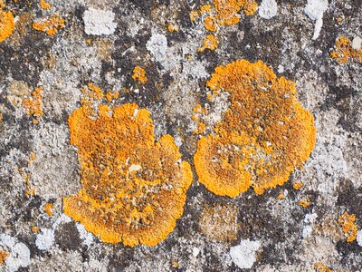 Weave orange leaf shaped lichen photo