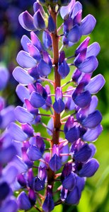 Meadows field plants
