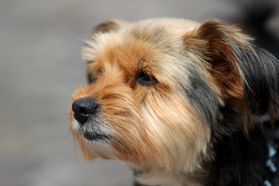 Pet dog face shorn photo