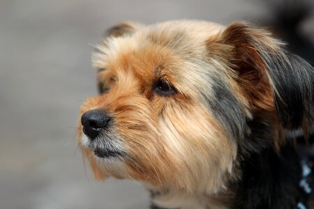 Pet dog face shorn photo