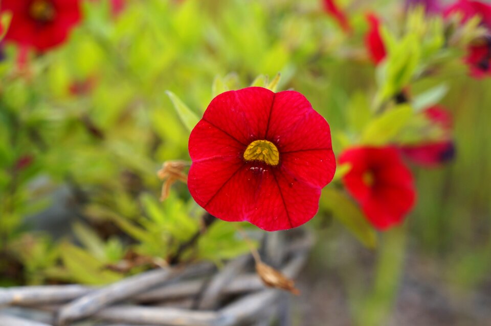Red flower plant flower