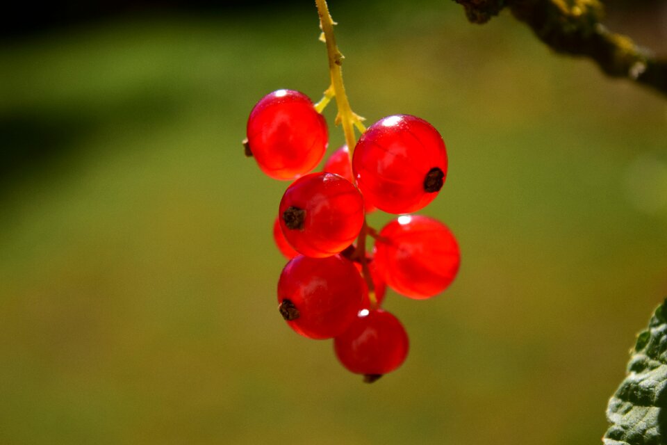 Garden nature soft fruit