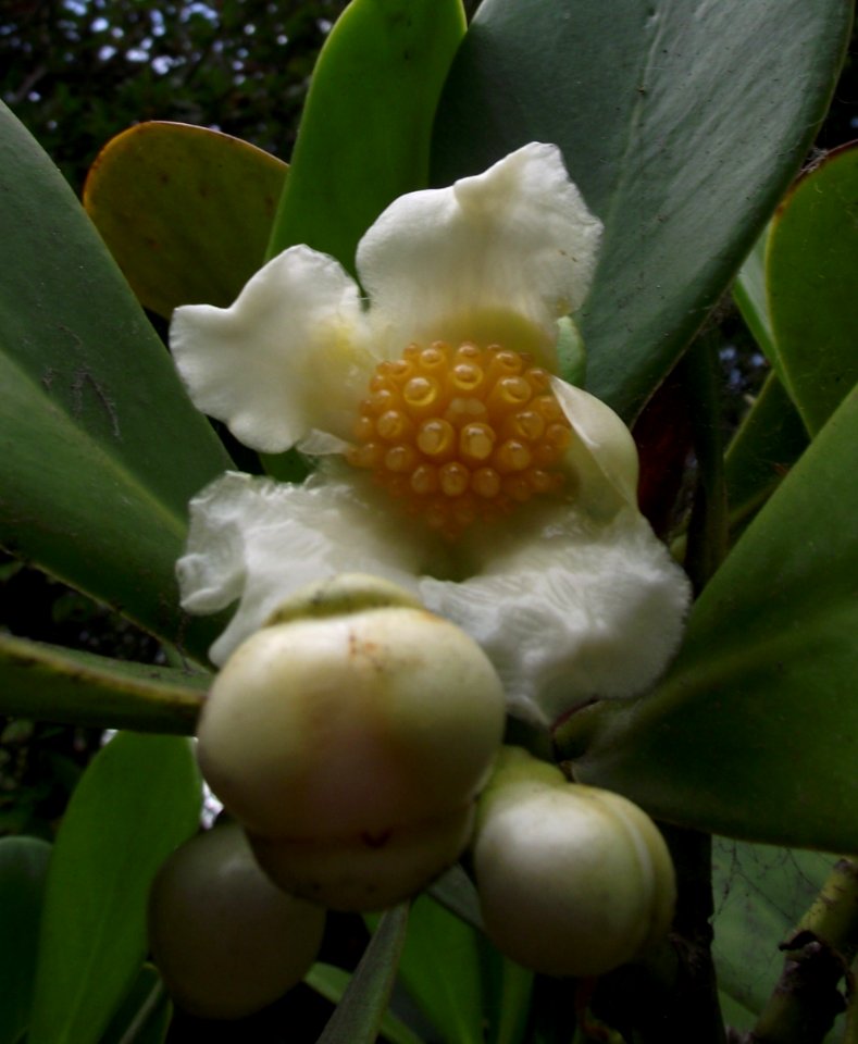 Clusia rosea