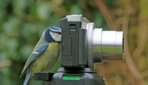 Uk blue tit photo