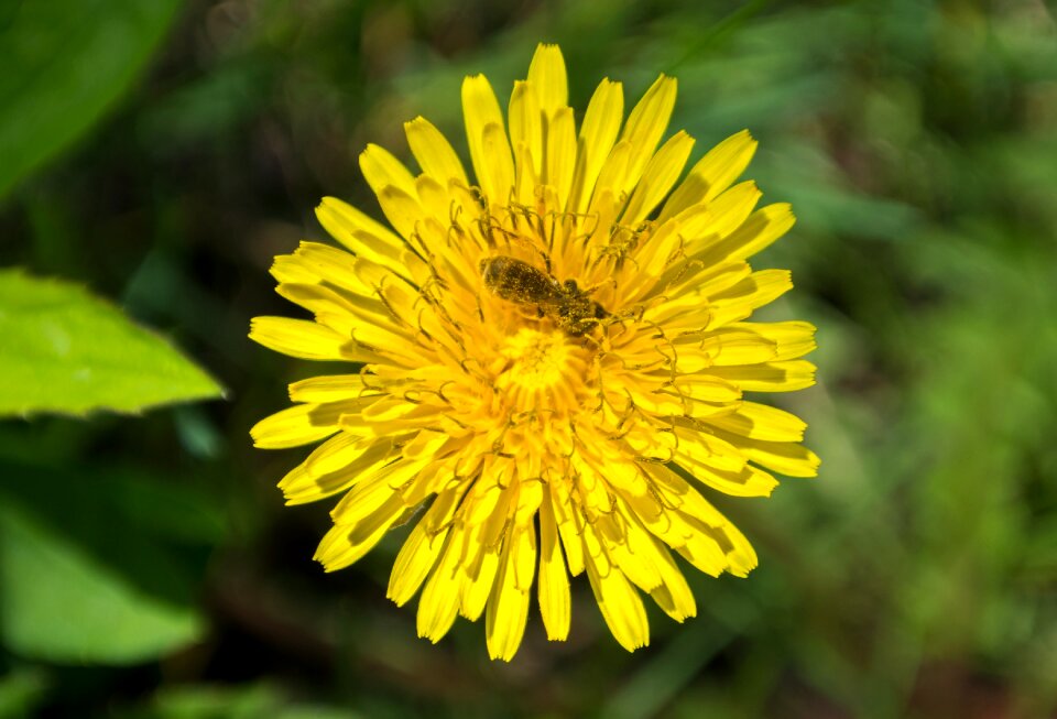 Nectar macro closeup
