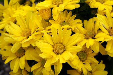 Bloom yellow flowers nature