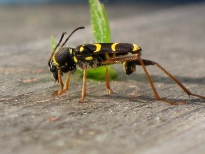 Clytus arietis (Wasp beetle) , Arnhem, the Netherlands photo