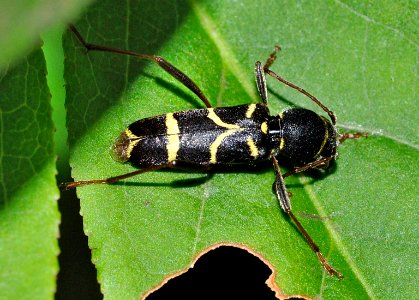 Clytus-lama-02-fws