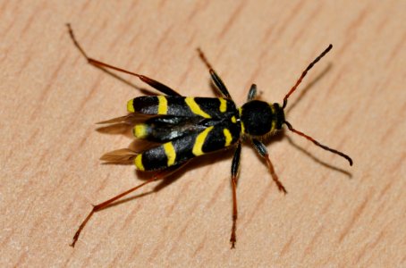 Clytus-arietis-02-fws