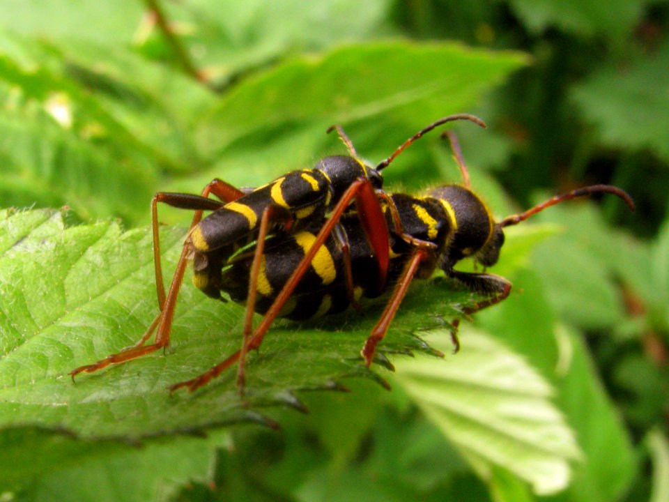 Clytus arietis copula - Hengelo20090519 71