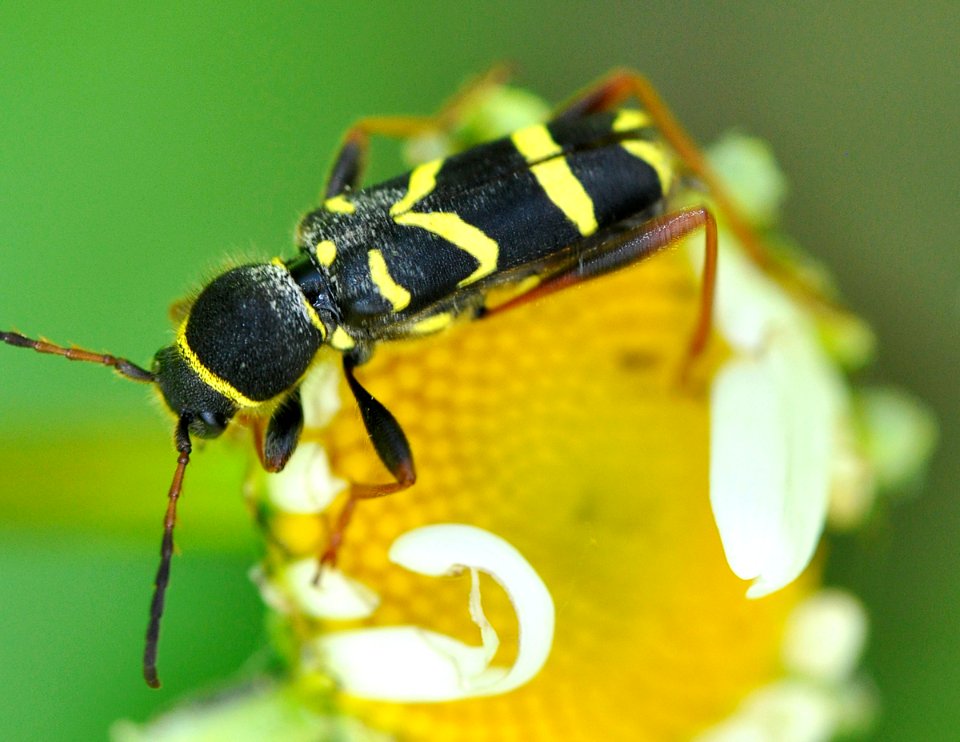 Clytus-arietis-07-fws