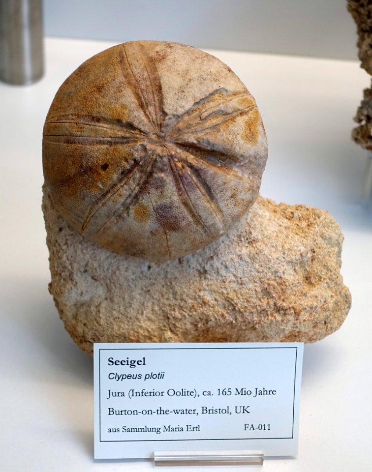 Clypeus plotii - Naturhistorisches Museum Nürnberg - Nuremberg, Germany - DSC04175