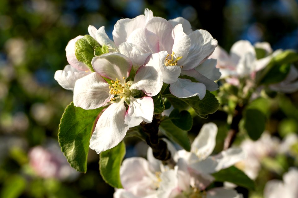 Cluster of apple blossoms