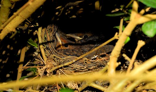 Hedge hidden nest chicks photo