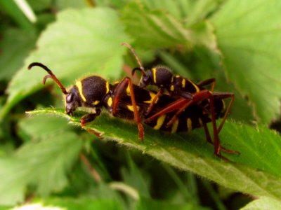 Clytus arietis copula - Hengelo20090519 58