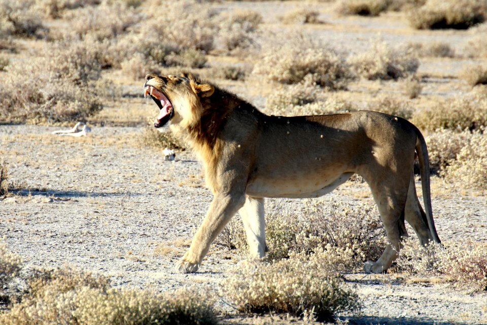 National park safari predator