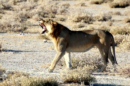 National park safari predator photo