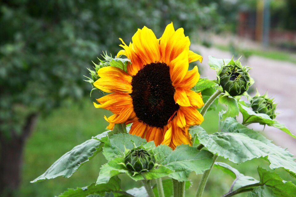 Beautiful flower summer flowers bright